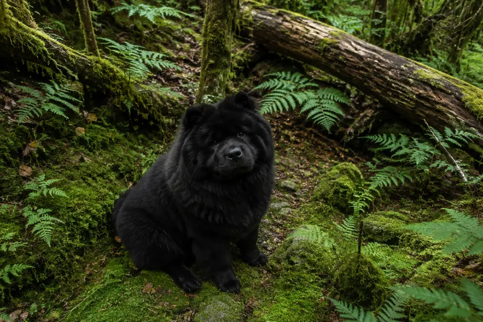 Fluffy black Chow Chow sitting among moss and ferns in a lush woodland setting.