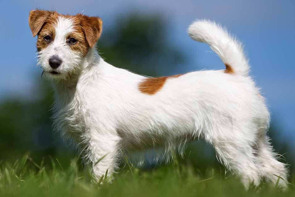 Picture of a Jack Russell Terrier on the grass