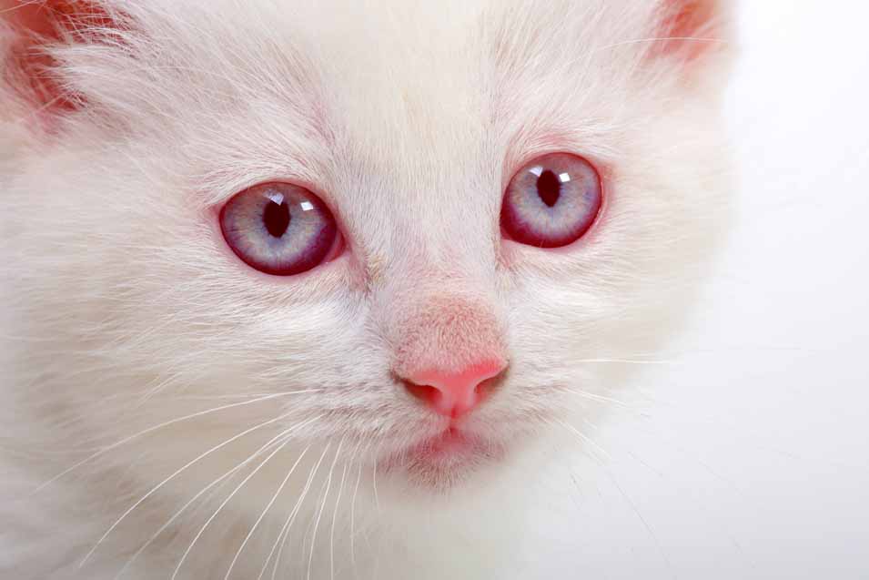 Picture of a cat with albino eyes