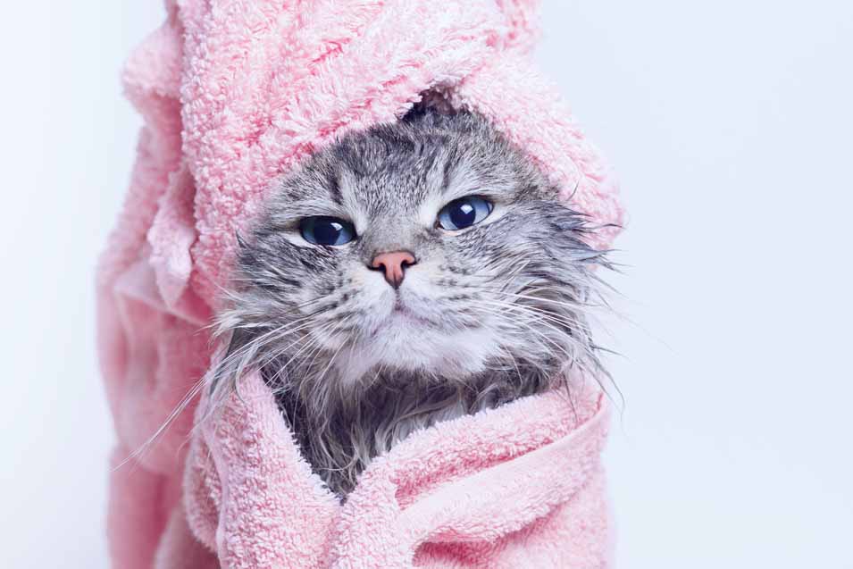 Picture of a cat after a bath