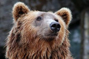 Picture of a Grizzly Bear