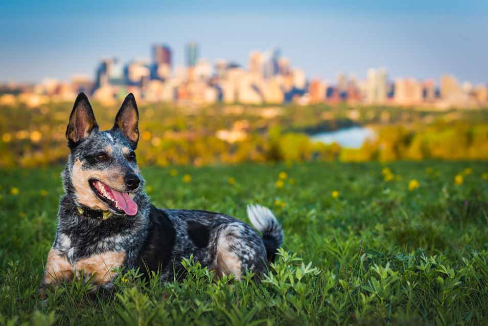 Picture of an Australian Cattle Dog in Calgary