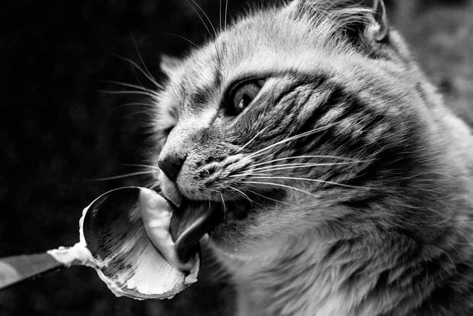 Picture of a cat eating yogurt off a spoon