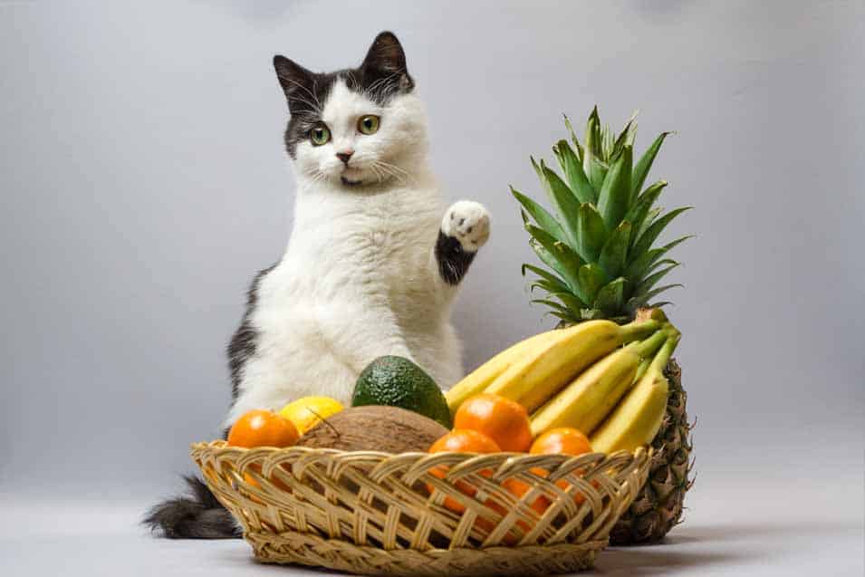 Picture of a cat with bananas and other fruit