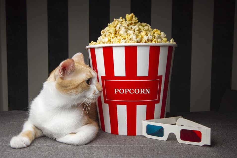 Picture of a cat and popcorn