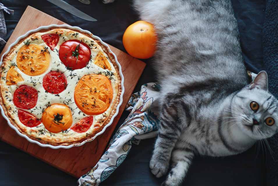 Picture of a cat and fresh and cooked Tomatoes