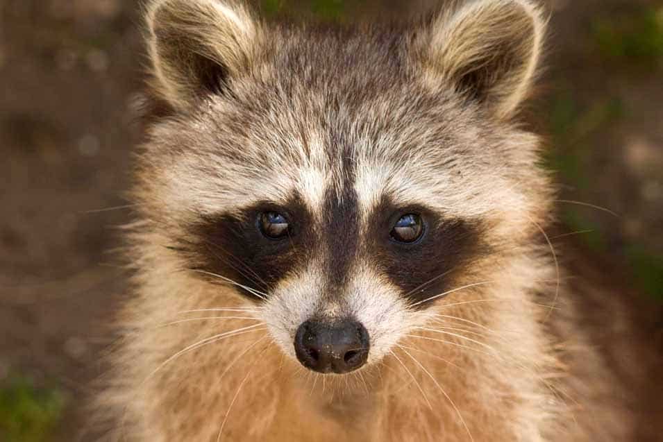 Picture of a cute raccoon