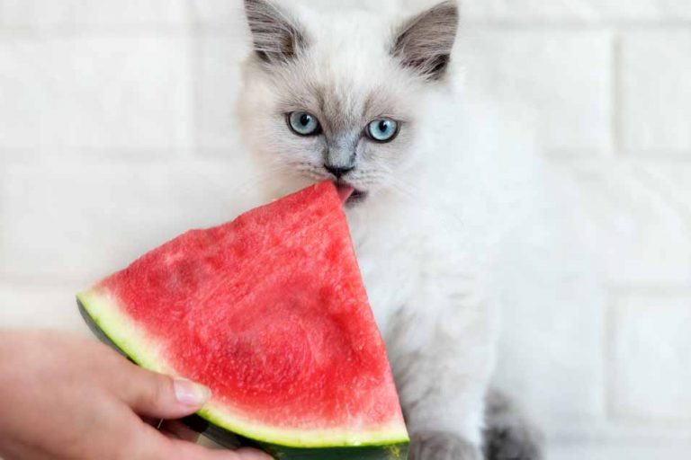 Picture of cat eating Watermelon