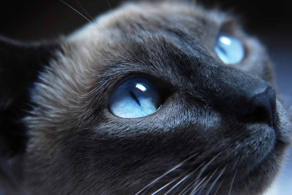 Picture of a cat with blue eyes