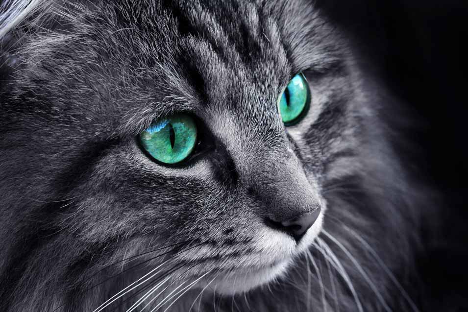 Cat with green eyes