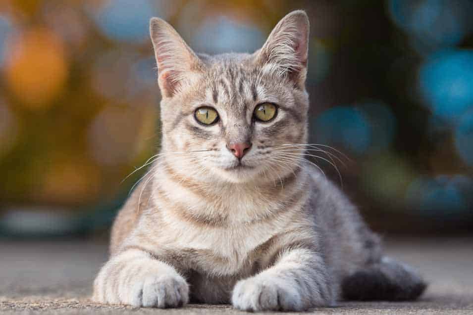 Picture of a grey cat outside