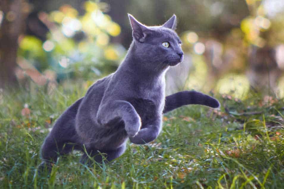 Picture of a grey cat hunting outside