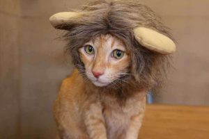 Cat wearing a lion hat
