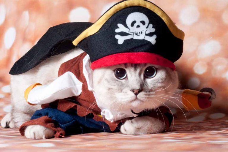 Cats in Hats Cute Pictures of Cats Wearing Fashionable Hats