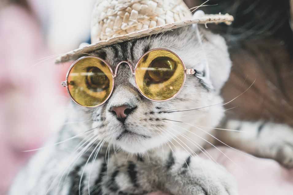 Cats in Hats Cute Pictures of Cats Wearing Fashionable Hats