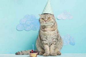 Cat wearing a birthday hat