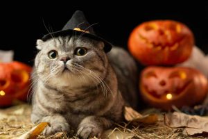 Cat wearing a witch hat