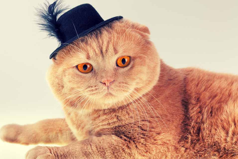 Cats in Hats Cute Pictures of Cats Wearing Fashionable Hats