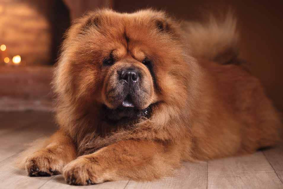 Picture ofa chow chow near a fire place