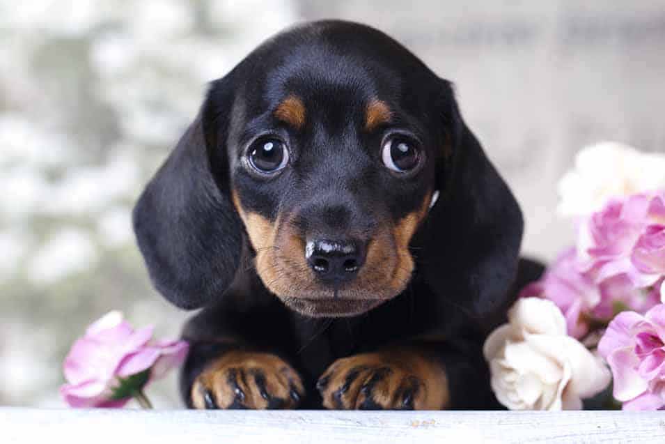 Picture of a Dachshund Puppy