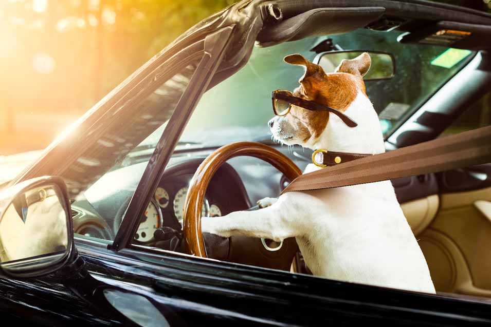 Picture of a dog in the front seat driving
