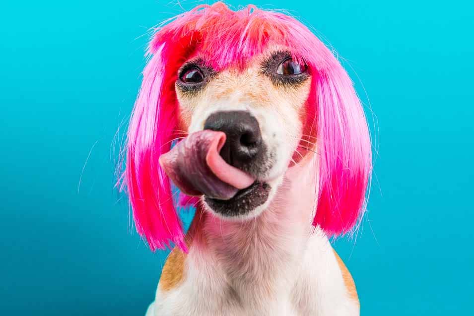 Picture of a dog wearing a pin wig