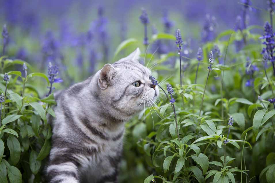 Picture of a cat smelling lavender 