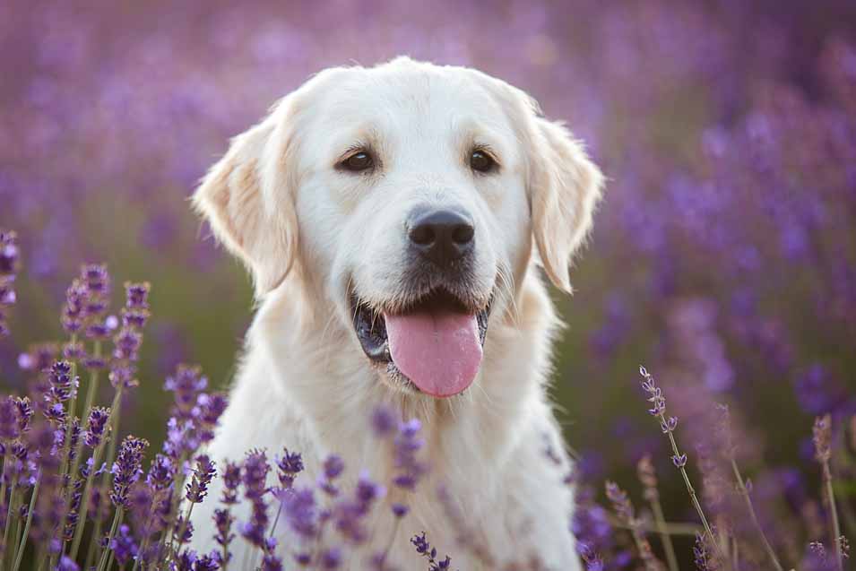 Picture of a dog in a field of lavender 