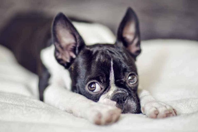 Best Names for Boston Terriers | Pet Friendly House