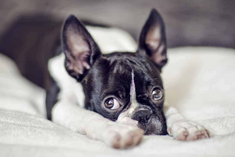 Picture of a Boston Terrier on a bed