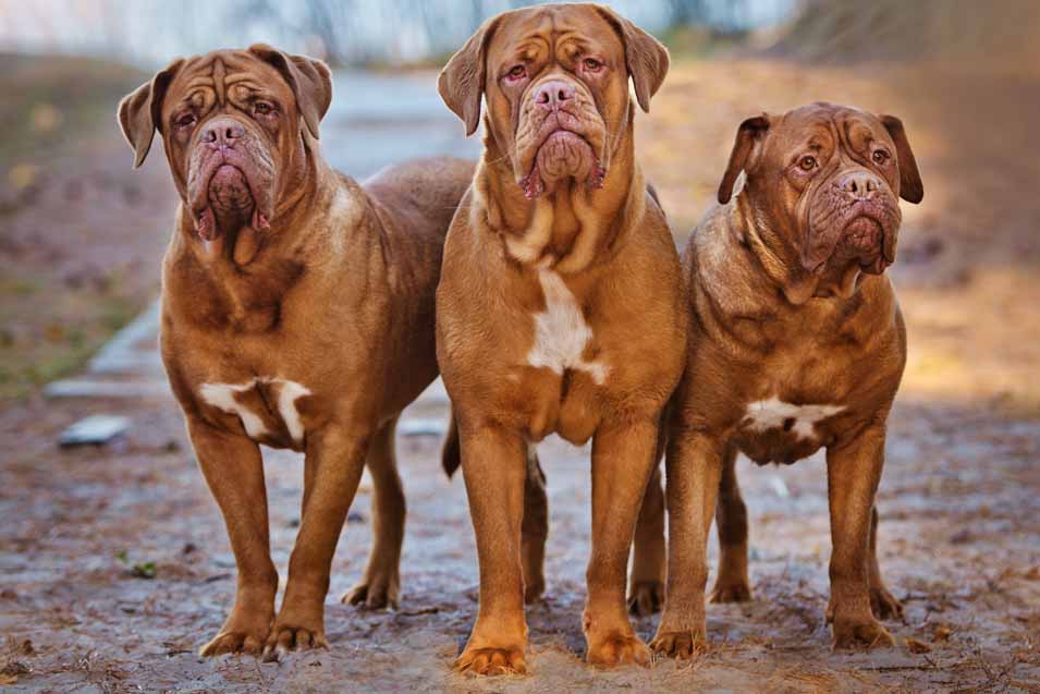 Picture of 3 Dogue De Bordeaux dogs