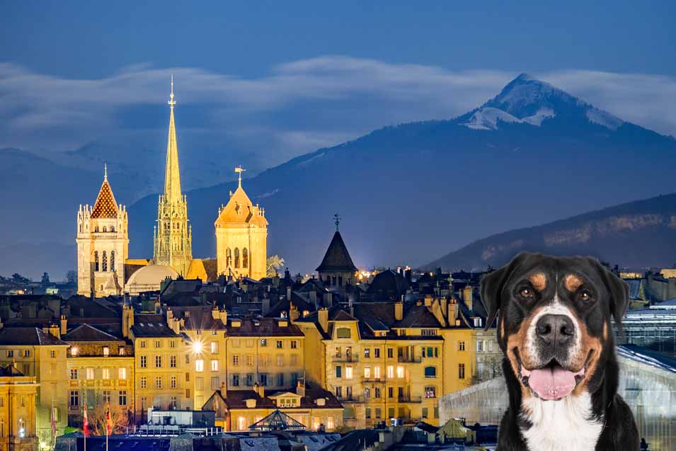 Picture of a dog in Geneva