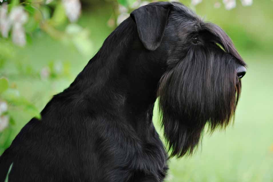 Picture of a Giant Schnauzer