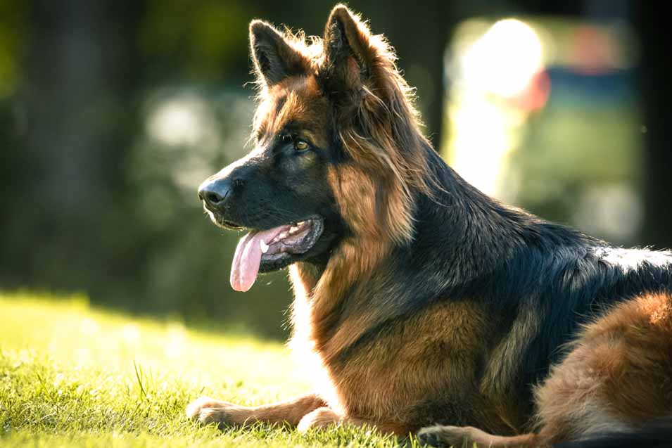 Picture of a German Shepherd