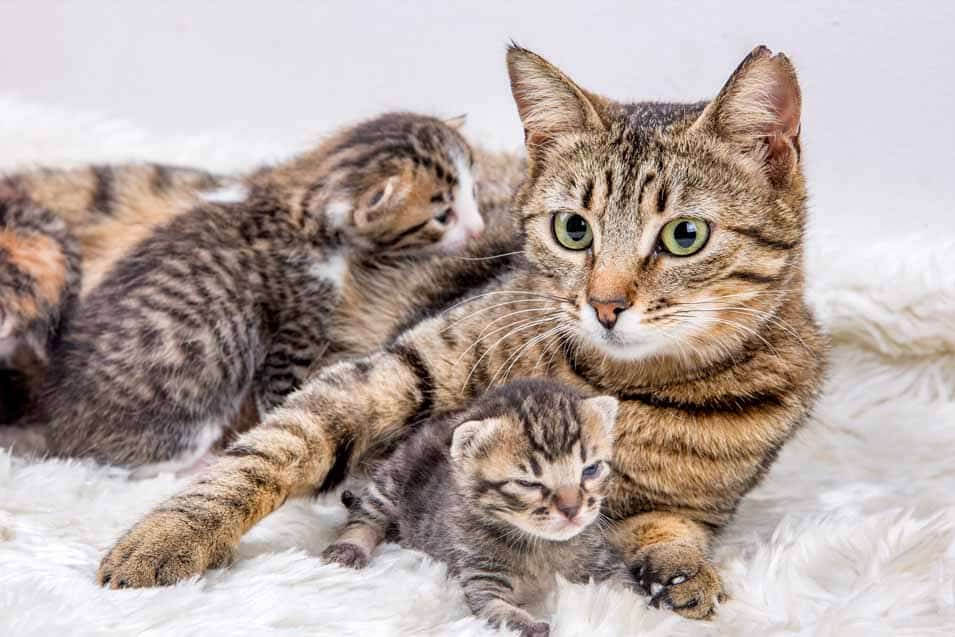 Picture of a female cat with kittens