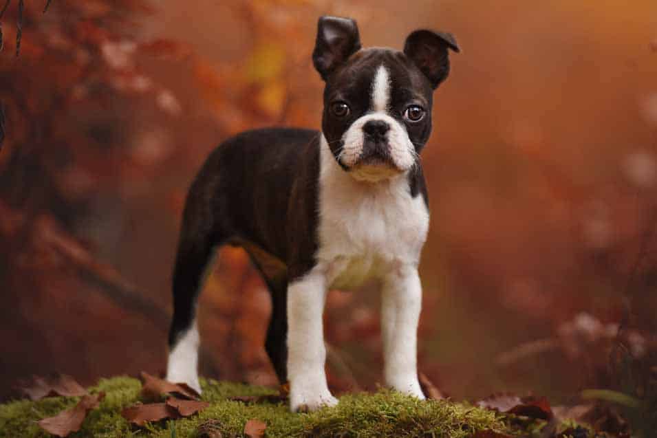 Picture of a Boston Terrier puppy