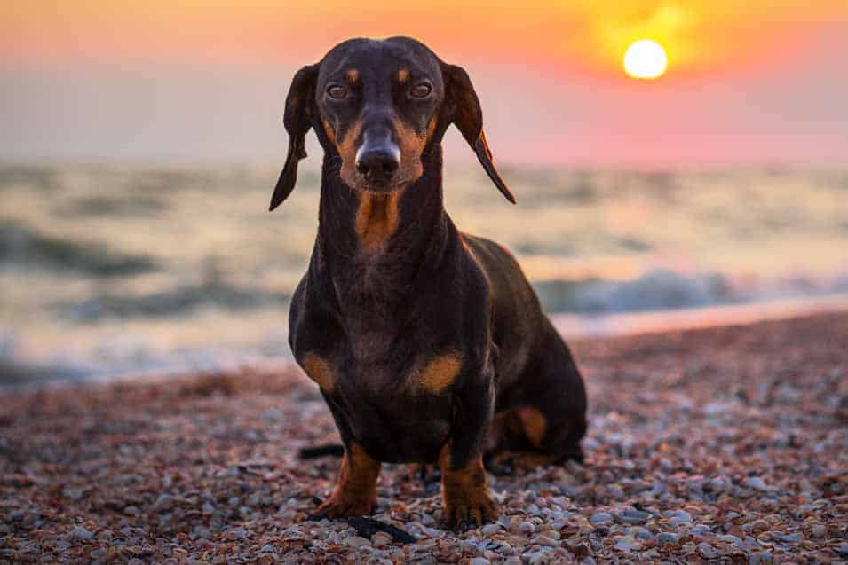 Picture of a dachshund at sunset