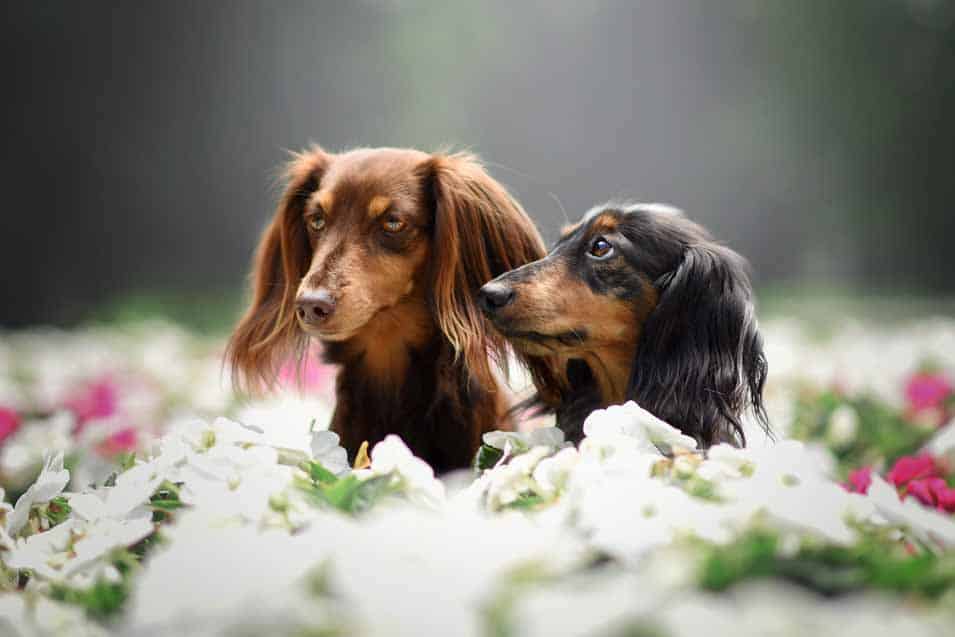 Picture of a dachshunds in flowers