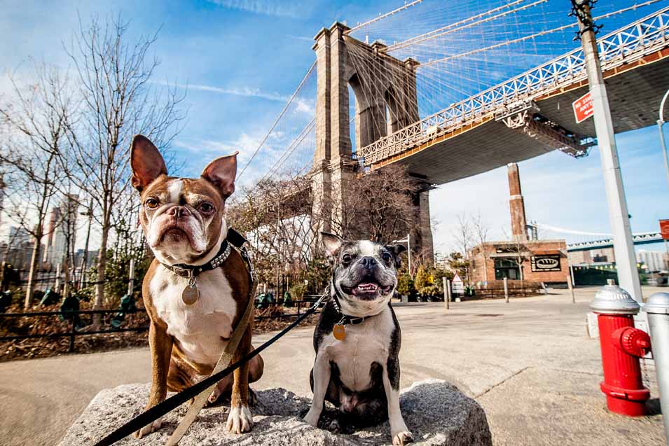 Picture of dogs in New York