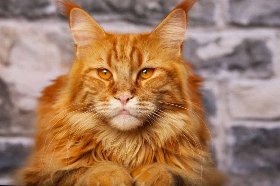 Picture of an Orange Tabby Cats