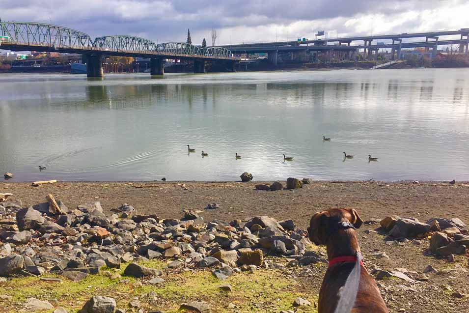 Dog looking at ducks near the Portland bridg