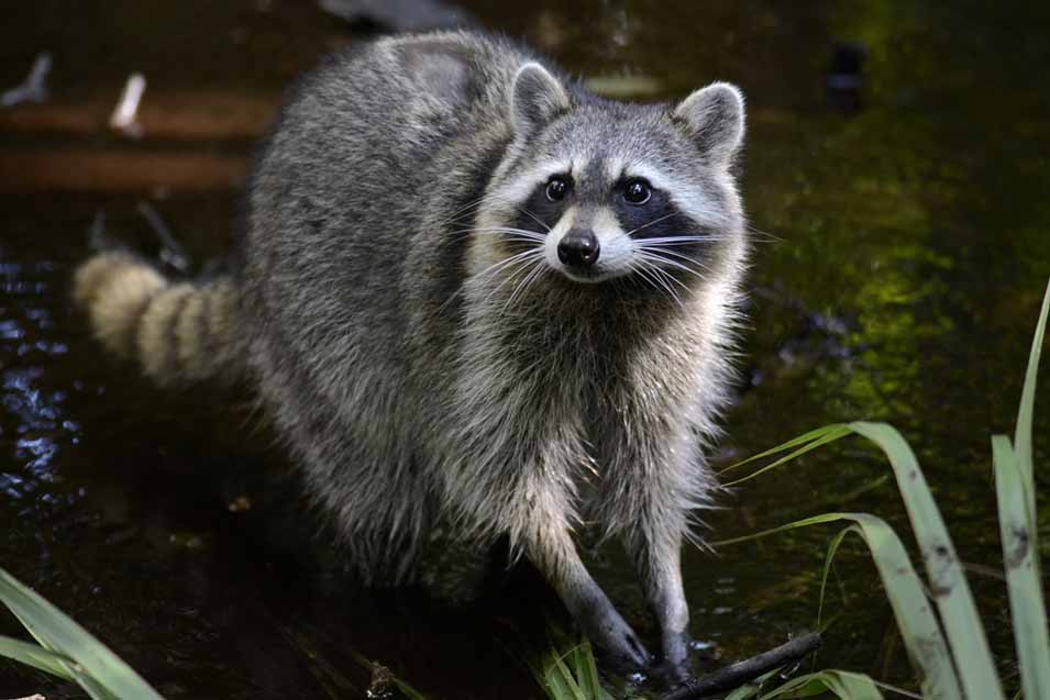 Picture of a Raccoon 