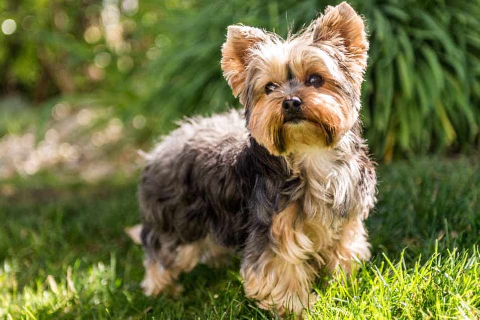 Picture of a Yorkshire Terrier in the yard