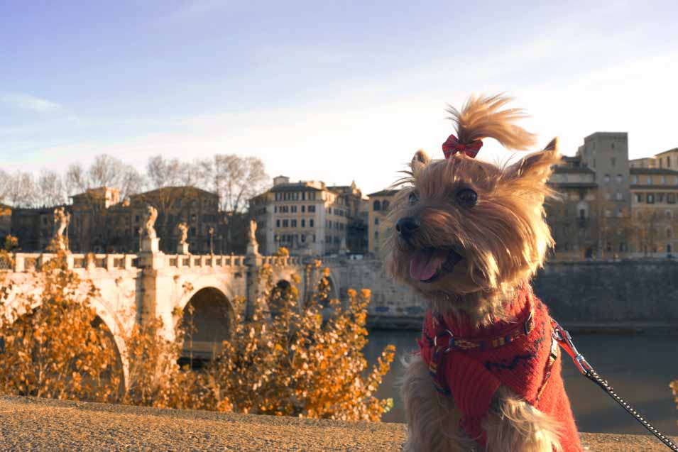 Picture of a dog in Rome
