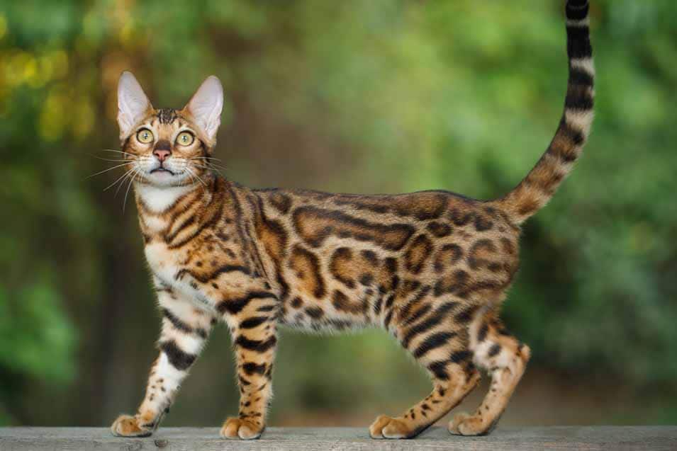 Picture of a Spotted Tabby Cat