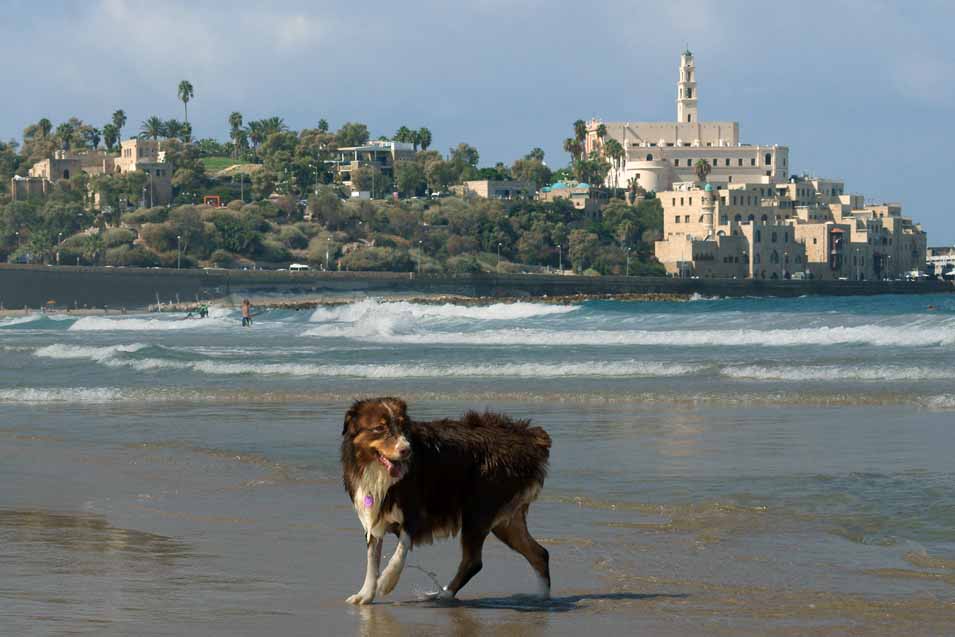 Picture of a dog on the beach in Tel Aviv