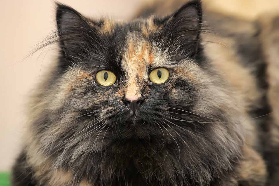Picture of a Tortoiseshell Cat