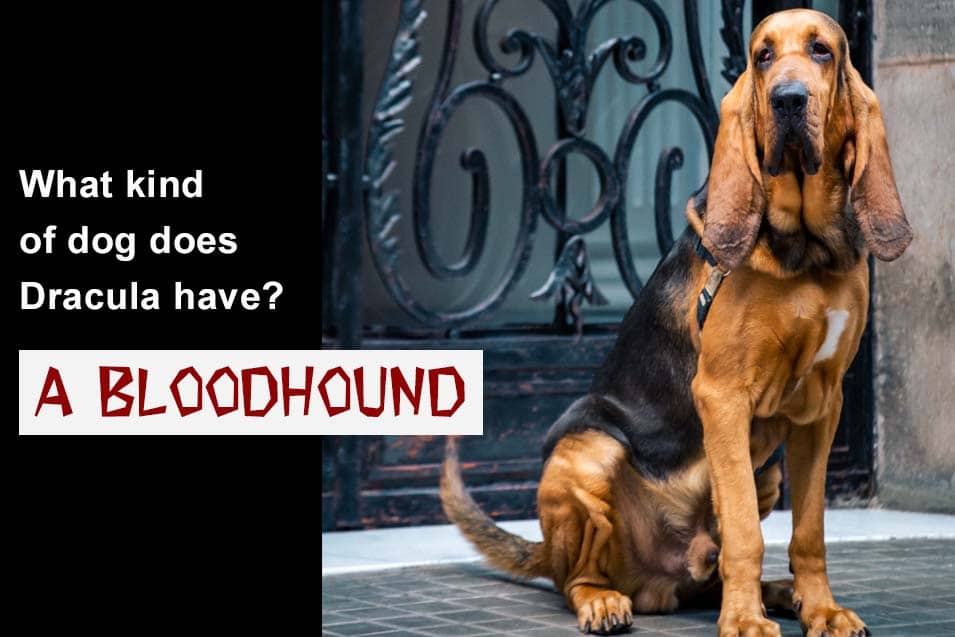 Picture of a bloodhound
