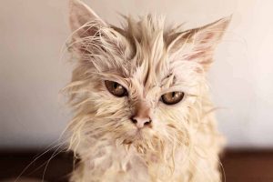Picture of wet white cat