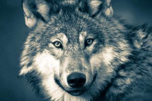 Picture of wolf